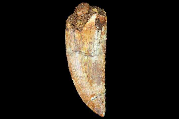Raptor Tooth - Real Dinosaur Tooth #102408